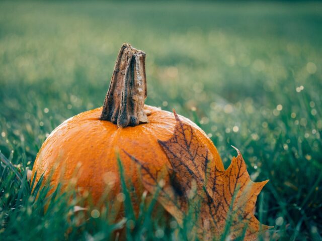 A close-up photograph of a pumpkin sitting in the grass. The pumpkin is orange with a short, tan stem, and a single brown autumn leaf is partially covering it. The grass is fresh and green, with morning dew visible in the background.