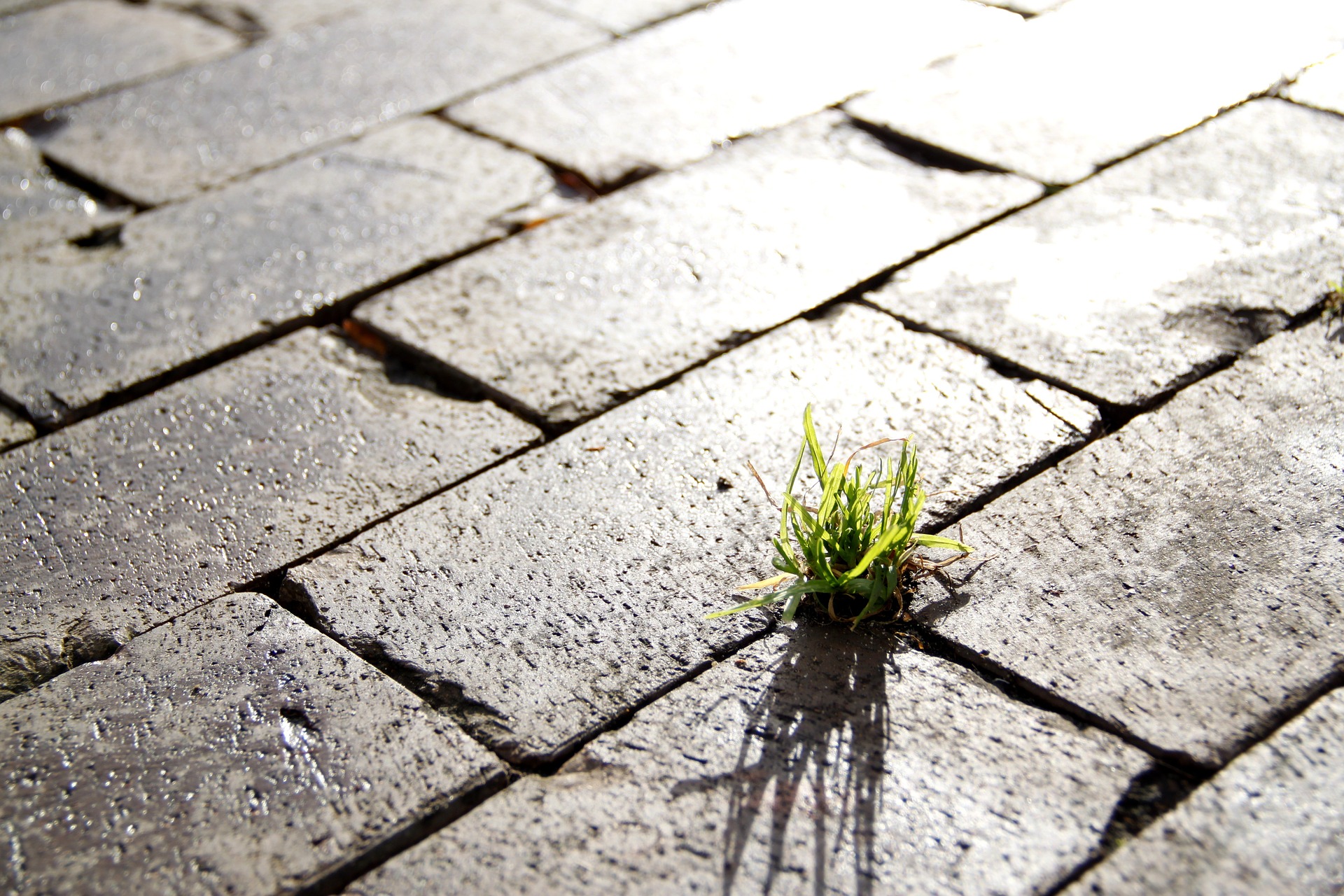 A close-up of a cobblestone path with a small clump of green grass growing between the cracks. Sunlight casts a shadow of the grass onto the wet stones, highlighting the contrast between the natural and man-made elements.