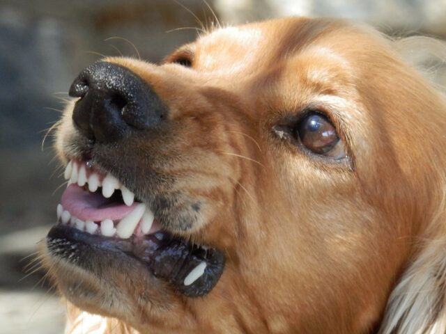 Close-up of a golden retriever baring its teeth and looking upward, showcasing its sharp white teeth and intense gaze. The dog's ears are slightly back, and the sunlight highlights its golden fur.