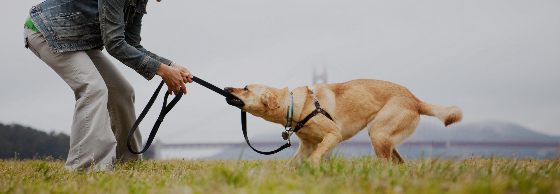 A dog enthusiastically pulls on its leash while being held by a person in a denim jacket and beige pants. They are outdoors on grass with a blurred cityscape and bridge visible in the background, perhaps capturing the serene moment before consulting personal injury attorneys for advice.